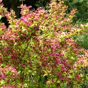 Weigela x 'Rubis d'Or' (3)